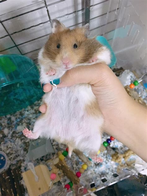 hamster penis|Identifying Gender — Hamster Society (Singapore)